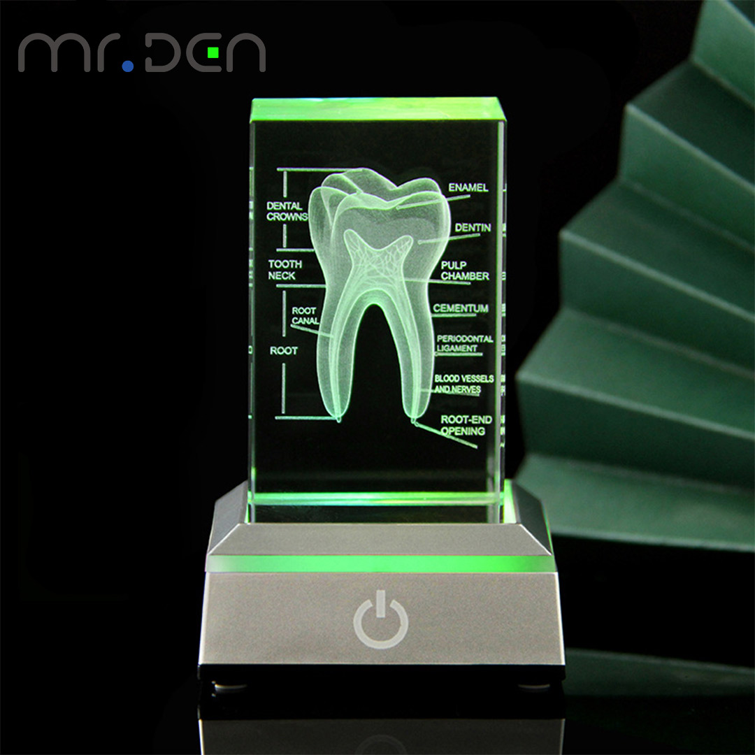 Dental 3D Laser Engraved Human - đánh giá và giá Paper Weight Crystal